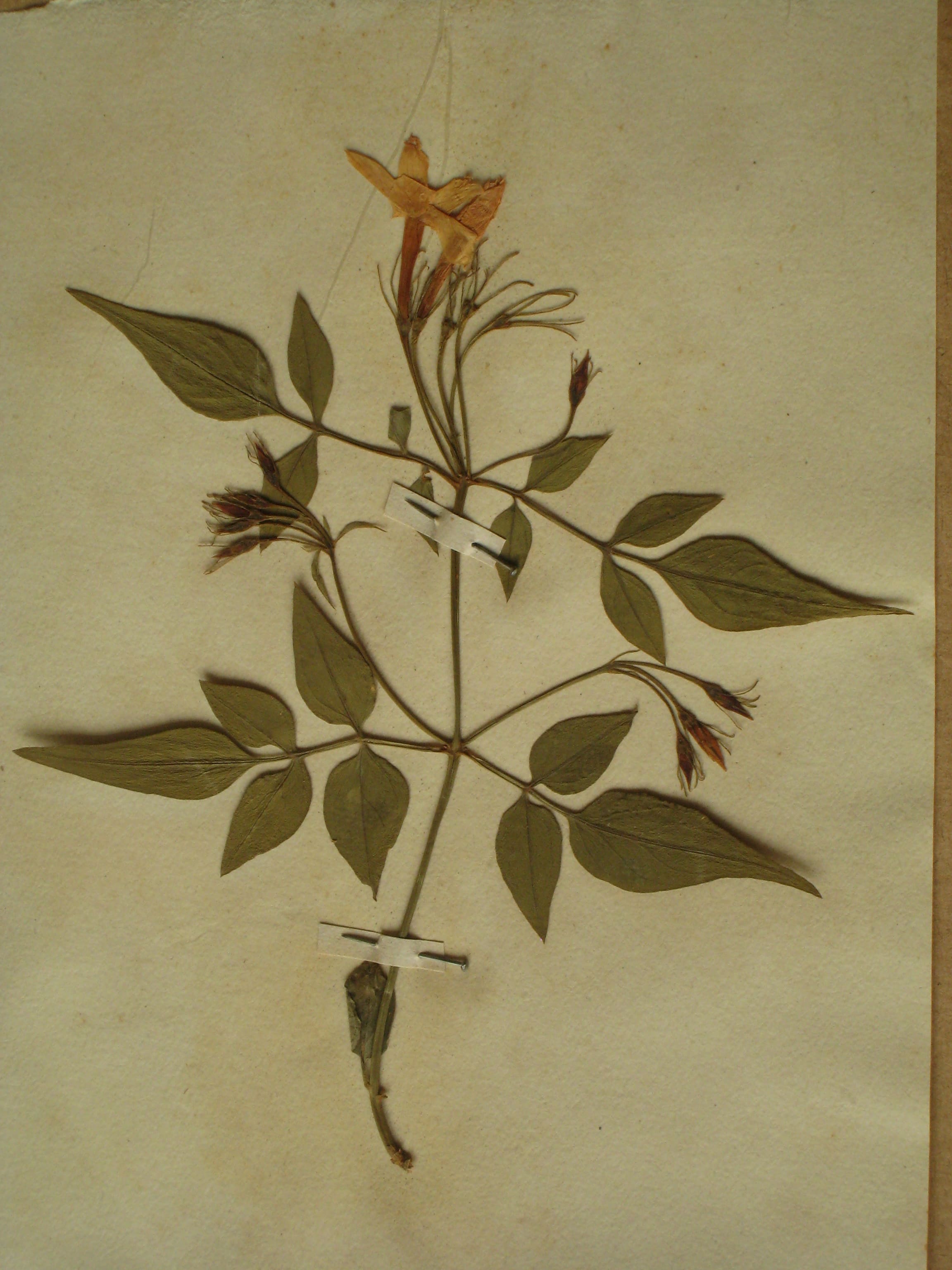 Immagini di Hortus siccus di Giuseppe Frizzi