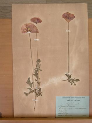 Hortus siccus di Giuseppe Frizzi slide