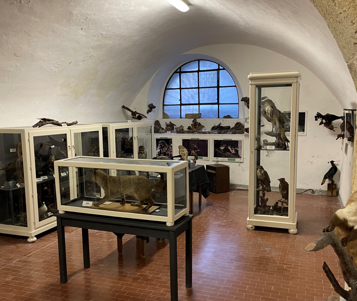 MUSEO CIVICO STORICO NATURALISTICO “FRANCESCA GERVASONI” slide