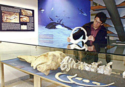 Didattica e Cultura al Museo dei Fossili slide