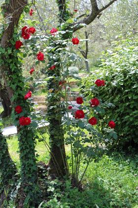 GIARDINO DELL
