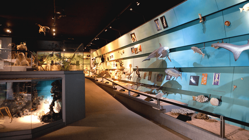 Musei Civici slide