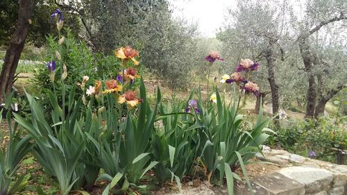 GIARDINO DELL