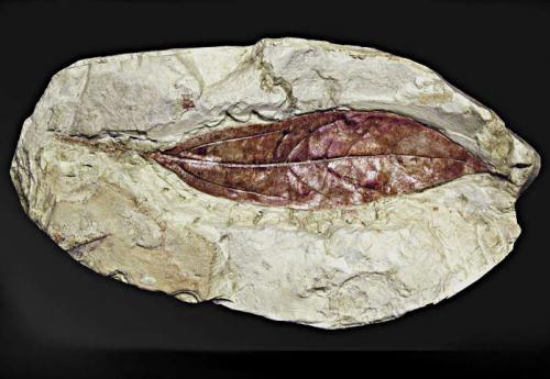 Collezioni paleontologiche e costituzione Centro Cetacei Fossili slide