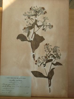 Hortus siccus di Giuseppe Frizzi slide