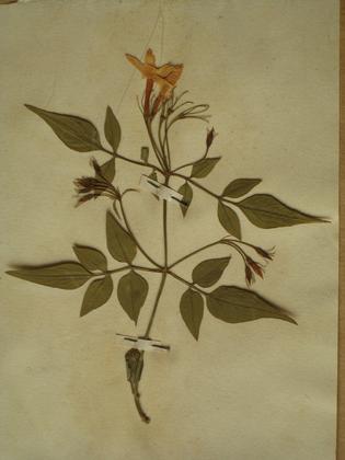 Hortus siccus di Giuseppe Frizzi slide