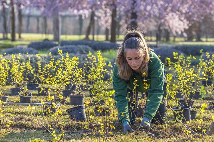 Immagini di ROL 69914 - Corso di formazione per Giardinieri d’arte per giardini e parchi storici. Progetto per l’edizione 2021/2022