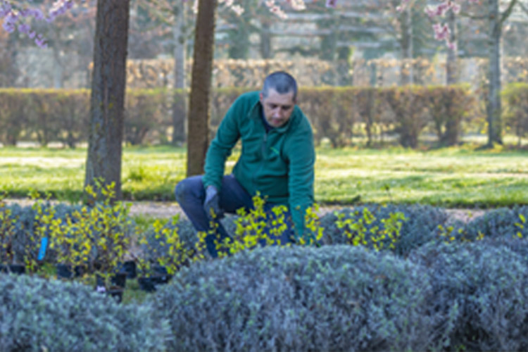 Immagini di ROL 69914 - Corso di formazione per Giardinieri d’arte per giardini e parchi storici. Progetto per l’edizione 2021/2022