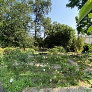 ROSETO ORTO BOTANICO DI ROMA